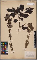 Salix aurita L. x Salix silesiaca Willd.